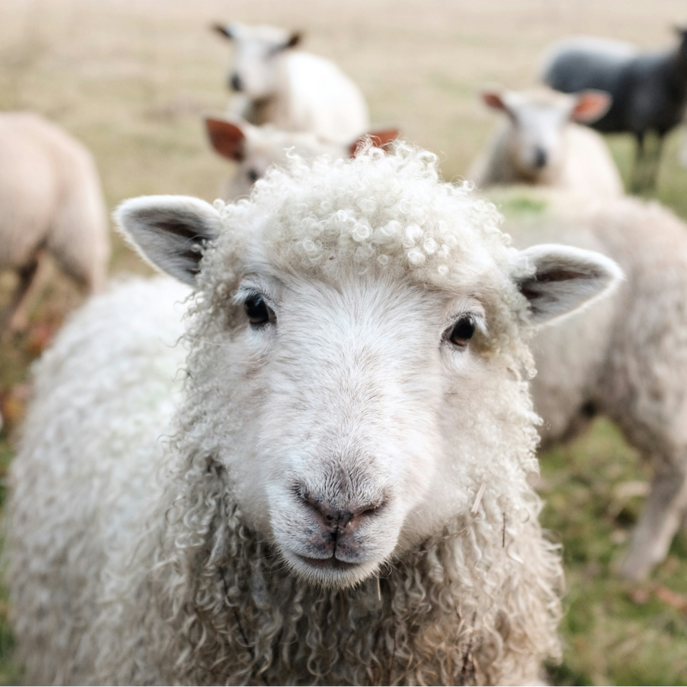 5 Romane, in denen Tiere die Hauptrolle spielen